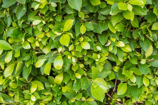 green wall close-up.Background for a screensaver with a place for an inscription. High quality photo