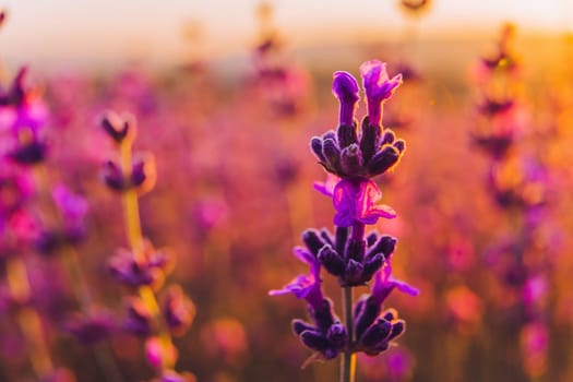 Lavender flower blooming scented fields in endless rows. Selective focus on Bushes of lavender purple aromatic flowers at lavender field. Abstract blur for background.