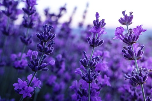 Lavender flower field closeup, fresh purple aromatic flowers for natural background. Violet lavender field in Provence, France.