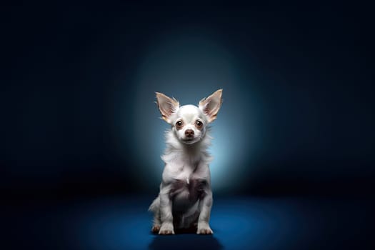 Portrait of a white chihuahua on a dark neutral background, cropped photo, studio light. Ai generative art