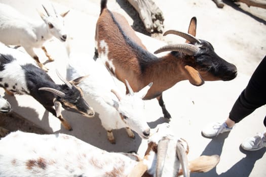 goats in the zoo in nature in the park animals