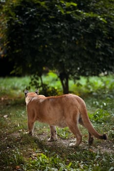Beautiful Puma in forest. American cougar - mountain lion. Wild cat walks in the forest, scene in the woods. Wildlife America. Portrait of Beautiful Puma. Cougar in striking pose.