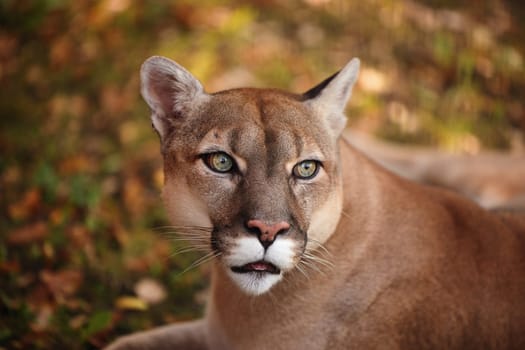 Portrait of Beautiful Puma in forest. American cougar - mountain lion. Wild cat in the autumn forest, scene in the Wild woods. Wildlife America. Predator's gaze. Cougar looks at the prey.