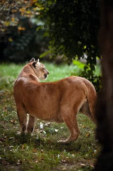 Beautiful Puma in forest. American cougar - mountain lion. Wild cat walks in the forest, scene in the woods. Wildlife America. Portrait of Beautiful Puma. Cougar in striking pose.