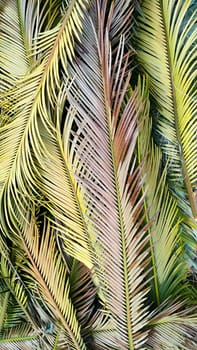 Palm leaves lie on ground creating beautiful tropical background, flat lay, vertical frame, flat lay, vertical frame.