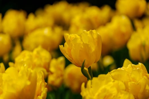 Yellow tulips spring blossoming , bokeh flower background, pastel and soft floral card, selective focus.