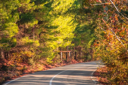 Asphalt road through autumn forest at sunrise