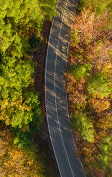 Aerial view of forest road with pine trees on both sides in autumn