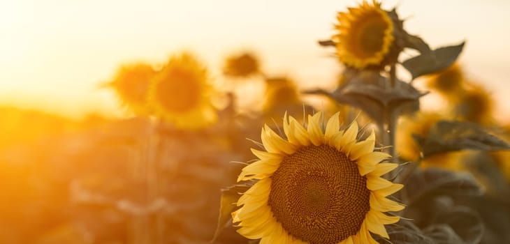 A beautiful field of sunflowers against the sky in the evening light of a summer sunset. Sunbeams through the flower field. Natural background. Copy space