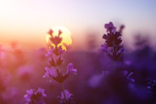 Lavender flower field closeup, fresh purple aromatic flowers for natural background. Violet lavender field in Provence, France.