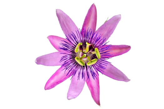 close-up of a passion flower with the botanical name passiflora violacea against white background