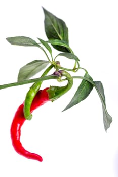 Fresh chili or chilli cayenne pepper isolated on white background cutout