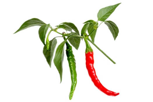 Fresh chili or chilli cayenne pepper isolated on white background cutout
