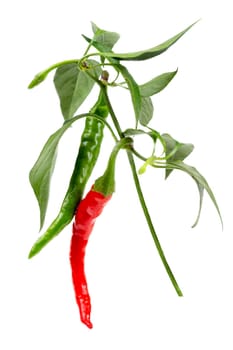 Fresh chili or chilli cayenne pepper isolated on white background cutout