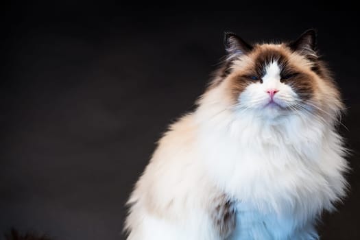 Beautiful young healthy Ragdoll cat isolated on a black background. High quality photo