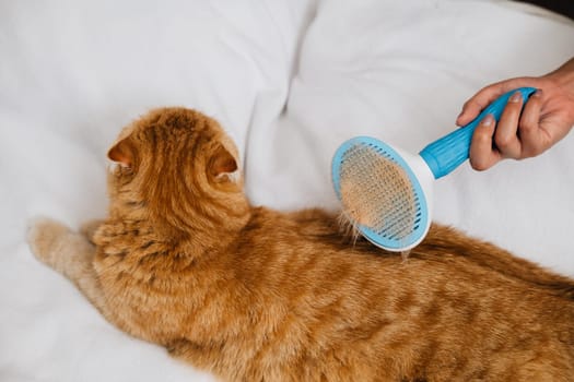 Morning at home, A woman's hand lovingly brushes her Scottish Fold cat's fur as the ginger cat enjoys a peaceful nap. This moment captures the essence of their joyful friendship.