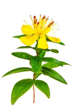 St. John's wort (Hypericum perforatum) isolated on a white background