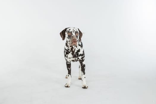 Dalmatian dog portrait with tongue out on white background. Dog looks left. Copy space