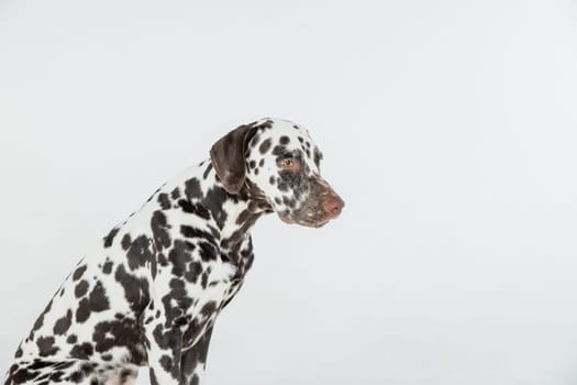 Dalmatian dog portrait with tongue out on white background. Dog looks left. Copy space