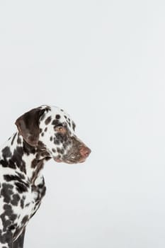 Dalmatian dog portrait with tongue out on white background. Dog looks left. Copy space