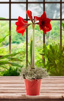 red amaryllis flower with garden view background