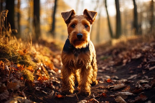 Portrait of Welsh Terrier on a nature, close up cropped photo. Ai generative art