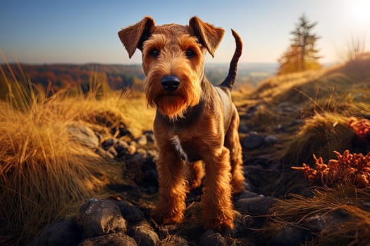 Portrait of Welsh Terrier on a nature, close up cropped photo. Ai generative art