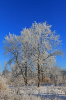 Trees in hoarfrost in winter
