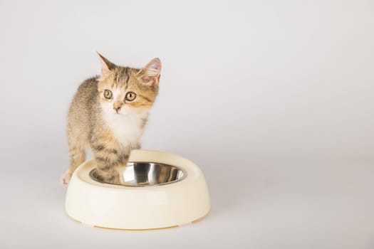 Capturing a tabby cat's feeding time an isolated image shows the cat sitting next to a food bowl on the floor eagerly eating. The cat's curious eye and full mouth add to its adorable nature.