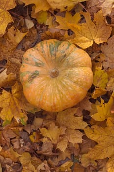 A ripe orange round pumpkin lies on yellow autumn leaves.