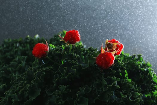 Red raspberries on the cabbage leaves in the rain