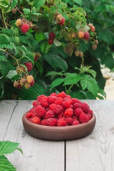 Raspberry berry fresh in a clay plate on a wooden table
