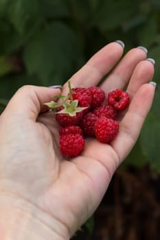 Ripe sweet raspberries on a woman's palm. Fresh crop, just plucked from the bush. Vertical orientation