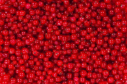 Ripe red currant berries for the whole frame close-up