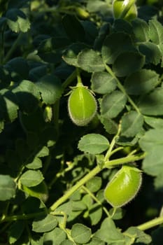 Green chickpea pods grow on the bush. Cultivation of cultivated plants