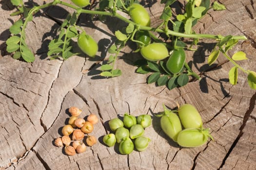 Chickpeas in four stages - on a branch, a green pod, fresh seeds, dried ripe grains