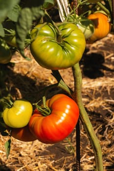 Tomatoes ripen on a bush in the garden. Growing vegetables in natural conditions