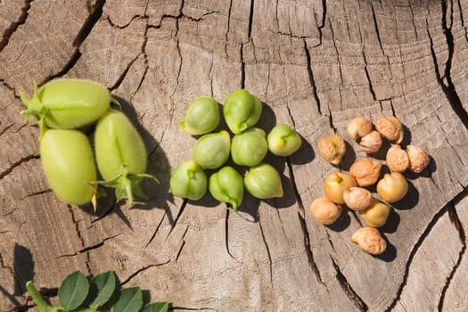 Chickpeas in three stages - green pod, fresh seeds, dried ripe grains