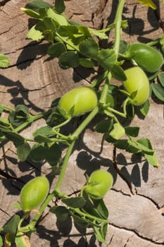 Green chickpea pods on a branch on a wooden background