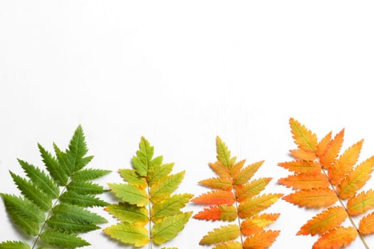 Leaves from green to red are well suited for autumn decorations. The leaves are located at the bottom on a white background. Image with copy space