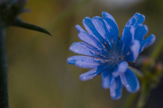 Chicory - perennial grass with blue flowers. Herbal medicine