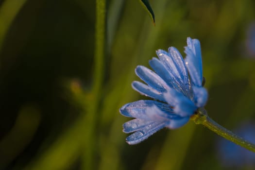 Chicory - perennial grass with blue flowers. Herbal medicine