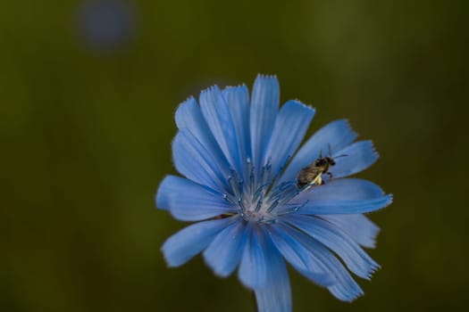 Chicory - perennial grass with blue flowers. Herbal medicine