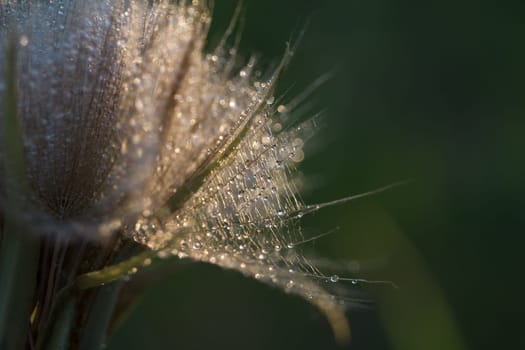 Tragopogon pseudomajor. Big dandelion