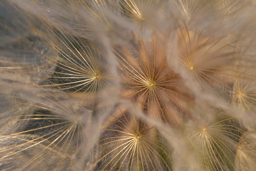 Tragopogon pseudomajor (козлобородник). Big dandelion