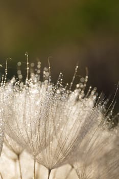 Tragopogon pseudomajor (козлобородник). Big dandelion