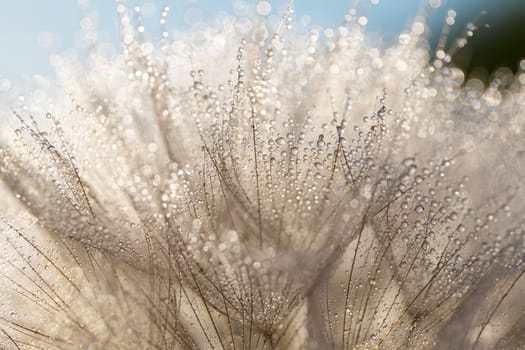 Tragopogon pseudomajor (козлобородник). Big dandelion