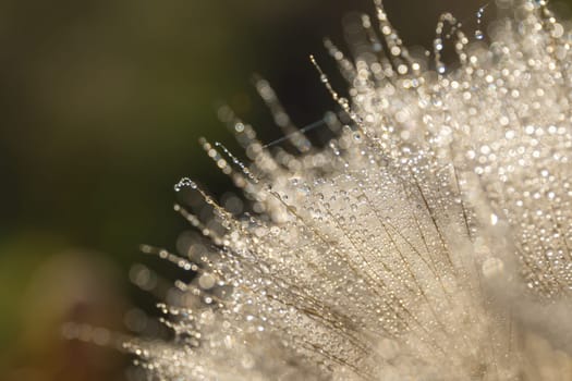 Tragopogon pseudomajor (козлобородник). Big dandelion