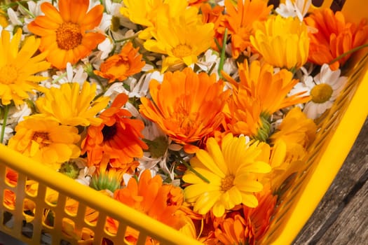 Bright orange flowers of calendula and white chamomile in a basket. Herbalism as an alternative medicine