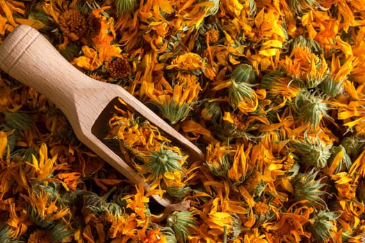 Dried calendula herb flowers. Calendula broth improves health